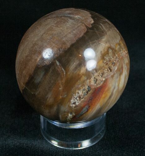 Colorful Petrified Wood Sphere #6812
